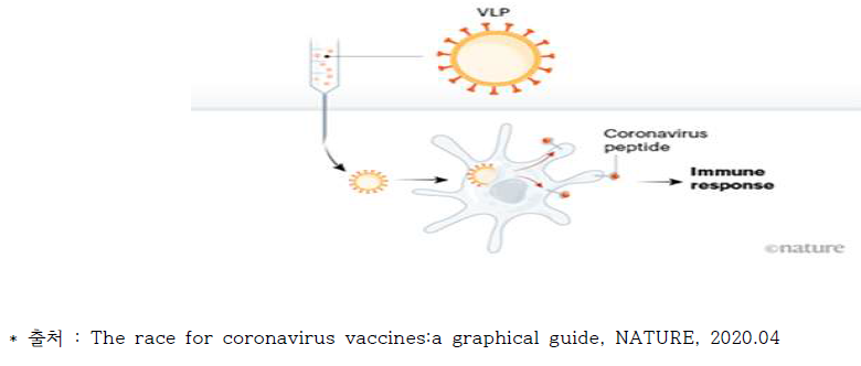 바이러스 유사입자 백신 구조