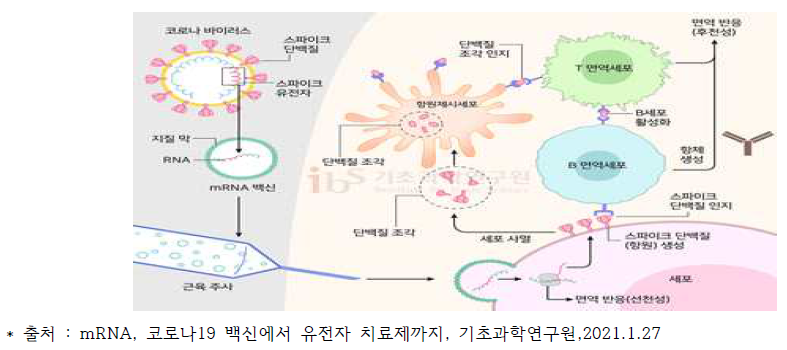 mRNA 백신 작용 기전