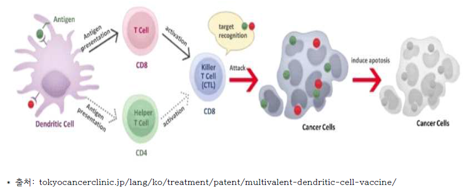 수지상세포의 암세포 치료 과정