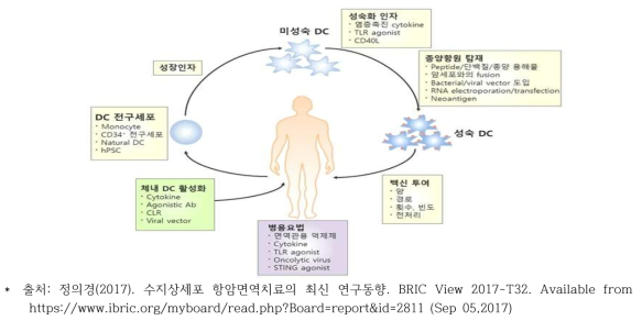 수지상세포 암백신 개발 전략