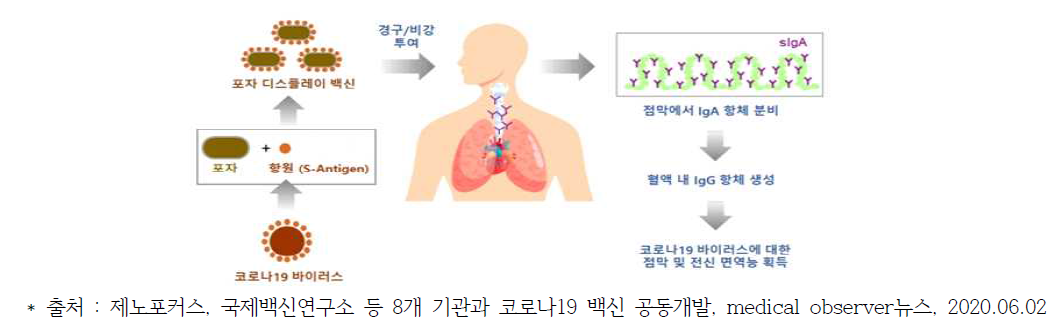 비강백신 작용 기전