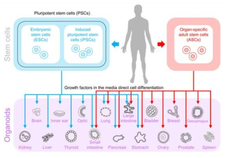 성체 및 전분화능 줄기세포 유래 오가노이드 (Regnard and Hamers, Cytosmart, 2020)