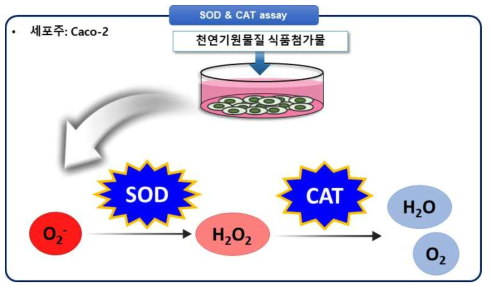 항산화 효소 활성 분석 연구 방법