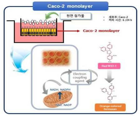 Caco-2 monolayer를 이용한 세포성장 저해 연구 방법