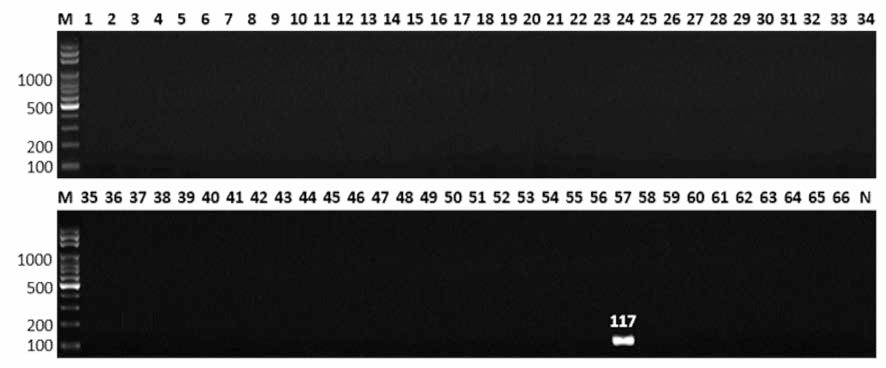 살모넬라 66종에 대한 Rissen 특이 primer의 conventional PCR 특이성 결과