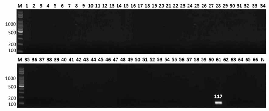 살모넬라 66종에 대한 Newport 특이 primer의 conventional PCR 특이성 결과