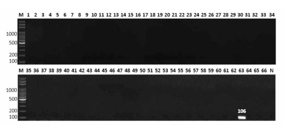 살모넬라 66종에 대한 Uganda 특이 primer의 conventional PCR 특이성 결과