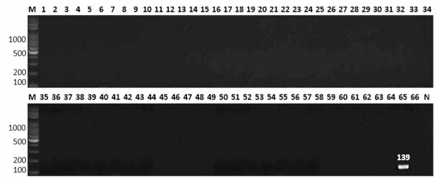 살모넬라 66종에 대한 Corvallis 특이 primer의 conventional PCR 특이성 결과