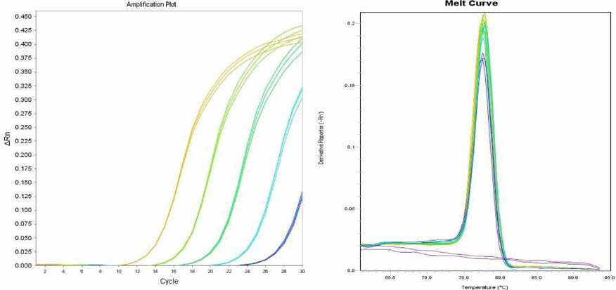 Agona에 대한 amplification curve 결과