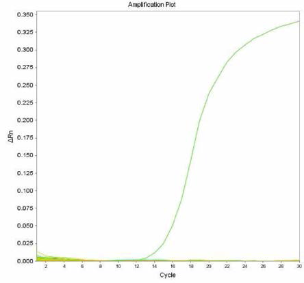 살모넬라 66종에 대한 Anatum 특이 primer의 real-time PCR 특이성 결과