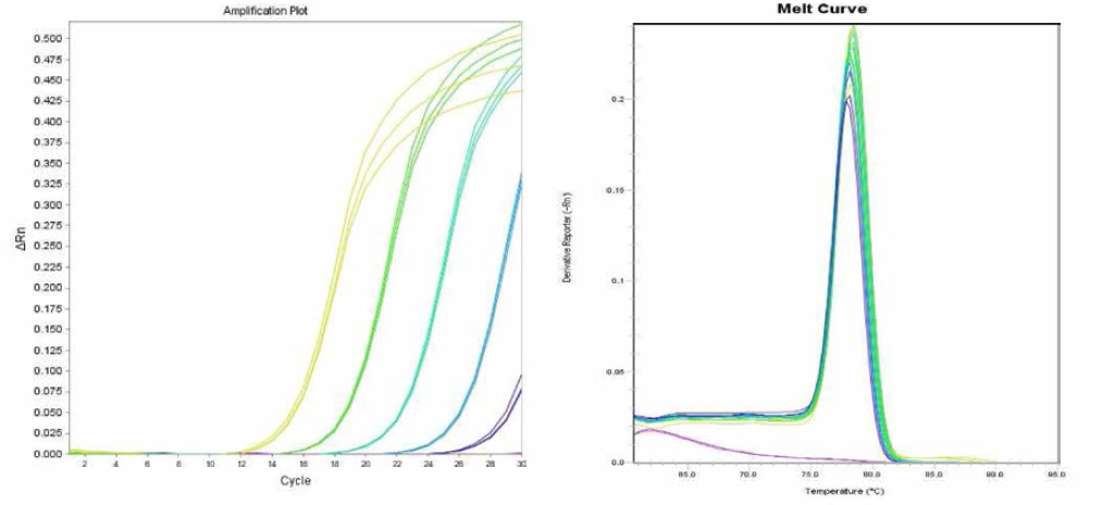 Anatum 에 대한 amplification curve 결과