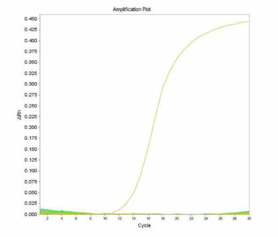 살모넬라 66종에 대한 Braenderup 특이 primer의 real-time PCR 특이성 결과