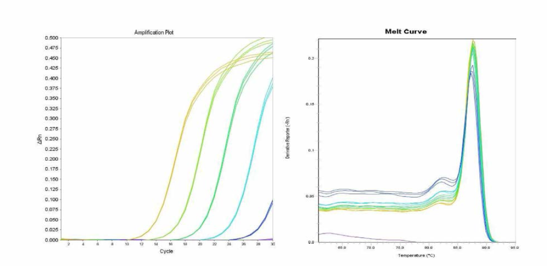 Braenderup에 대한 amplification curve 결과