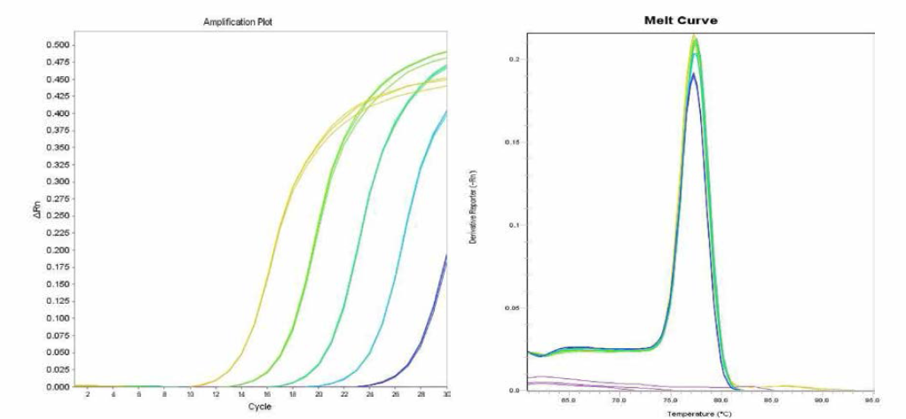 Derby에 대한 amplification curve 결과