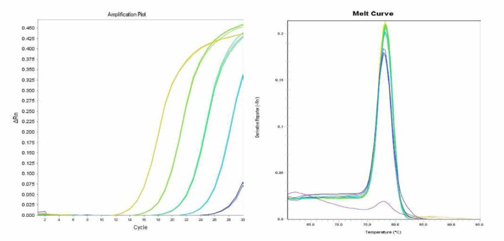 Infantis 에 대한 amplification curve 결과