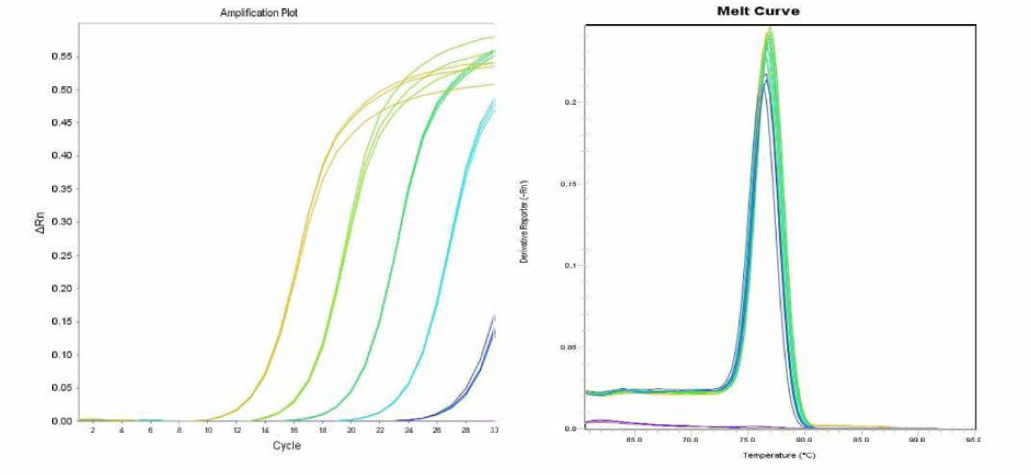 Mbandaka에 대한 amplification curve 결과