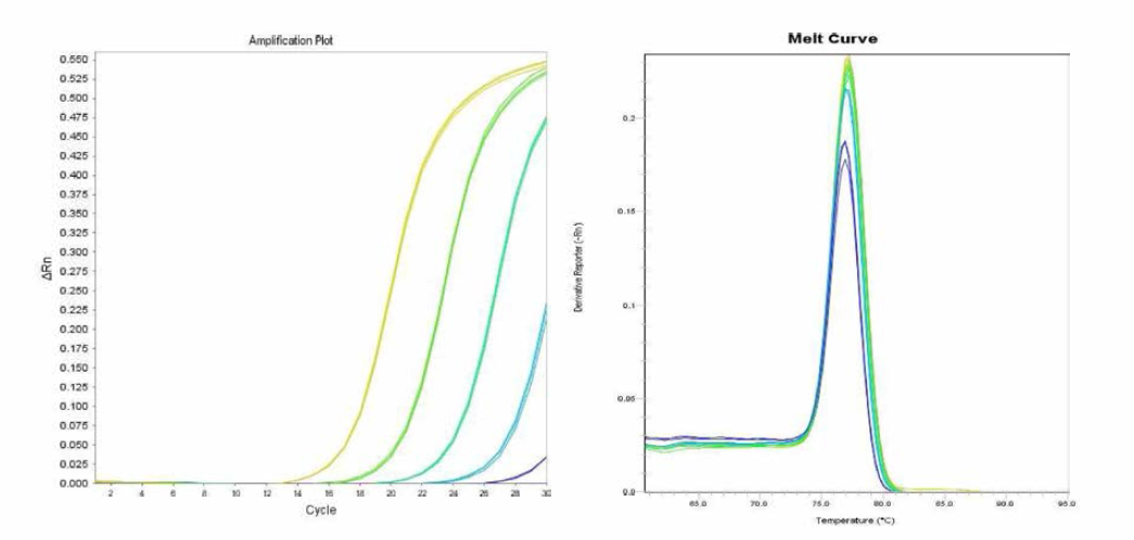 Panama에 대한 amplification curve 결과