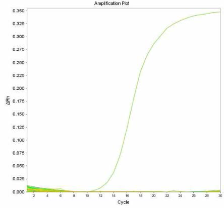 살모넬라 66종에 대한 Tennessee 특이 primer의 real-time PCR 특이성 결과