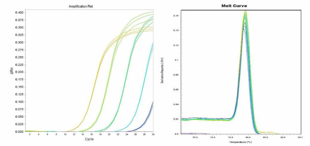 Tennessee에 대한 amplification curve 결과