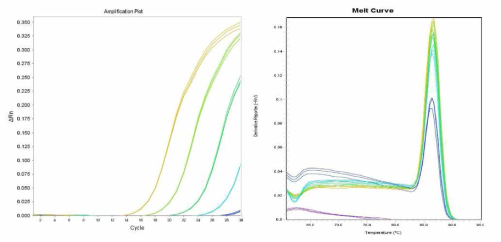 Typhi 에 대한 amplification curve 결과