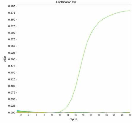 살모넬라 66종에 대한 Typhimurium 특이 primer의 real-time PCR 특이성 결과