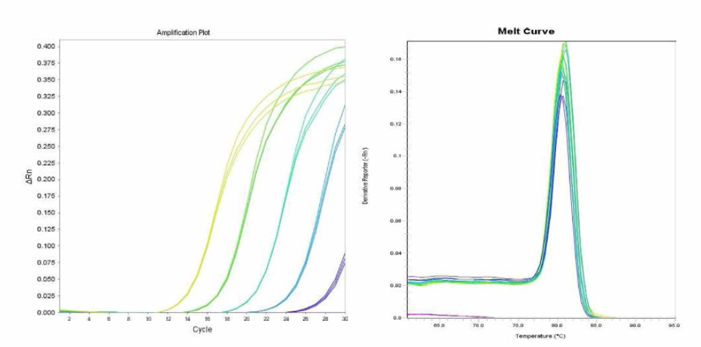 Typhimurium에 대한 amplification curve 결과