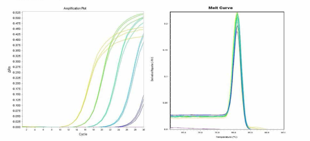 Virchow에 대한 amplification curve 결과