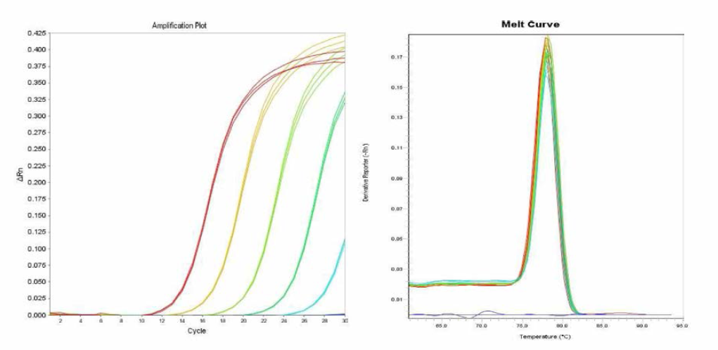 Bareilly 에 대한 amplification curve 결과