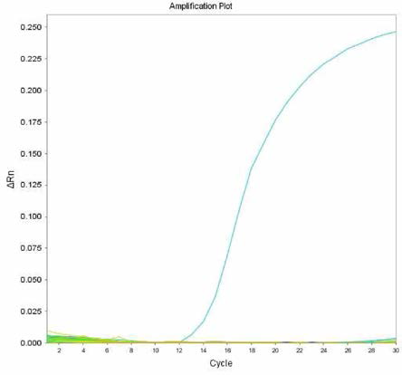 살모넬라 66종에 대한 Brandenburg 특이 primer의 real-time PCR 특이성 결과