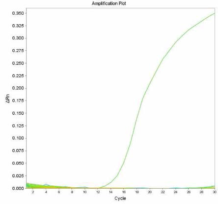 살모넬라 66종에 대한 Choleraesuis 특이 primer의 real-time PCR 특이성 결과