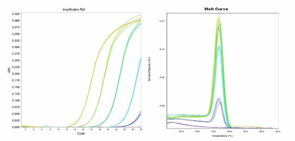 Choleraesuis 에 대한 amplification curve 결과