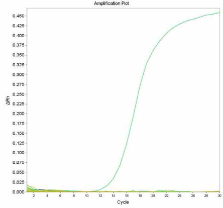 살모넬라 66종에 대한 Heidelberg 특이 primer의 real-time PCR 특이성 결과