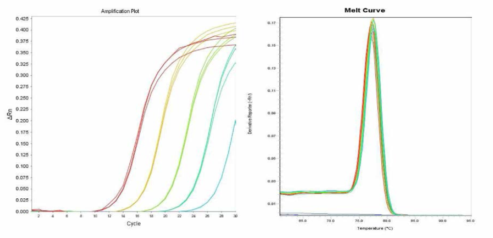 Heidelberg 에 대한 amplification curve 결과