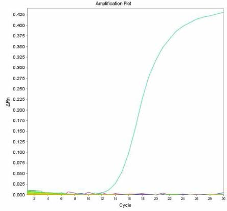 살모넬라 66종에 대한 I 4,[5],12:i- 특이 primer의 real-time PCR 특이성 결과