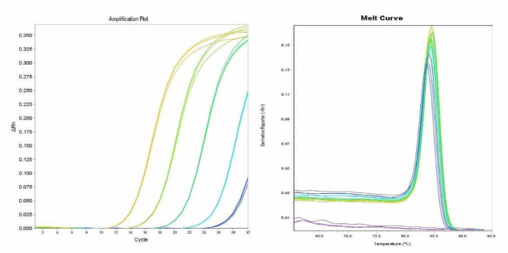 I 4,[5],12:i-에 대한 amplification curve 결과