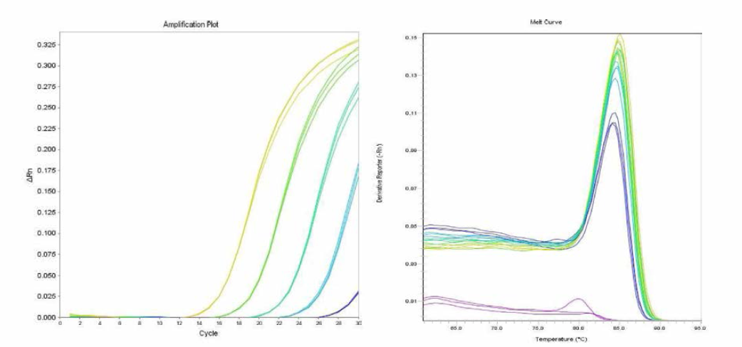 Kedougou에 대한 amplification curve 결과