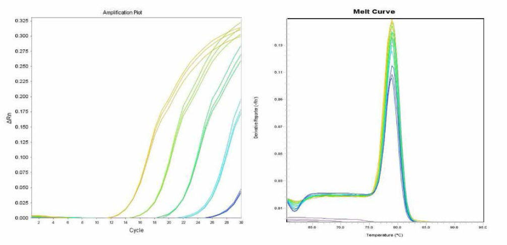 Kentucky 에 대한 amplification curve 결과