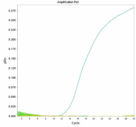 살모넬라 66종에 대한 Meleagridis 특이 primer의 real-time PCR 특이성 결과