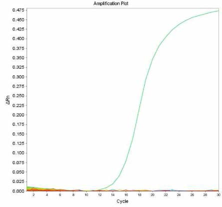 살모넬라 66종에 대한 Minnesota 특이 primer의 real-time PCR 특이성 결과