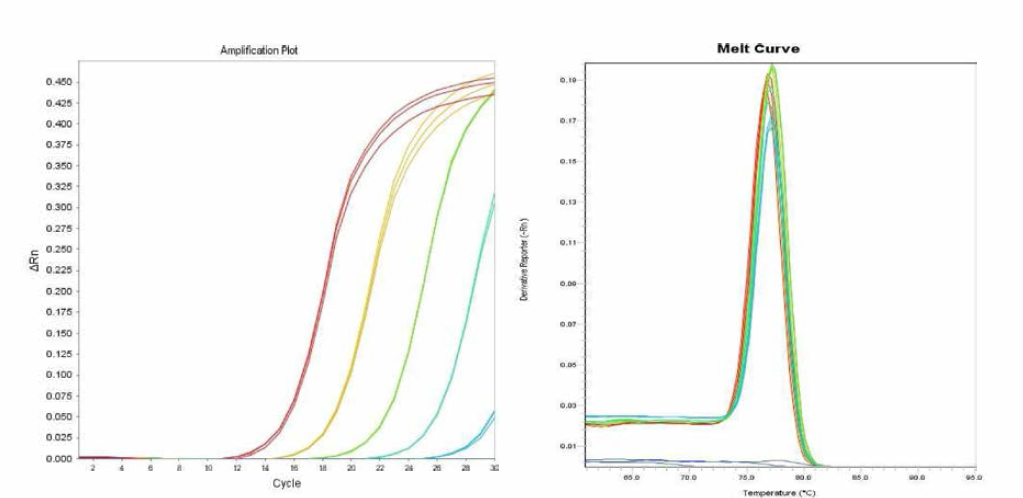 Minnesota에 대한 amplification curve 결과