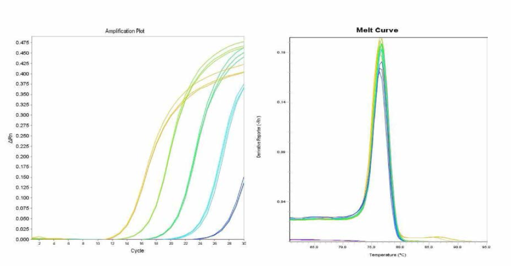 Muenster에 대한 amplification curve 결과