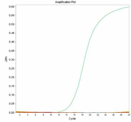 살모넬라 66종에 대한 Paratyphi A 특이 primer의 real-time PCR 특이성 결과