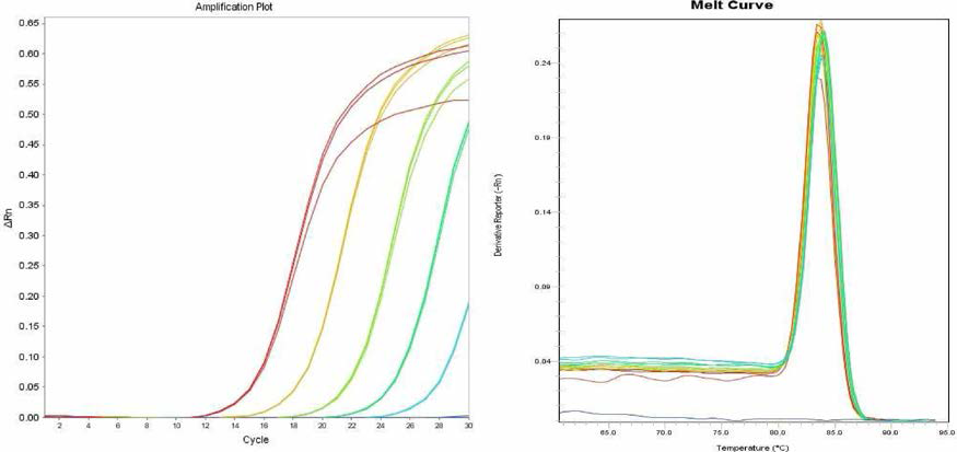 Paratyphi A 에 대한 amplification curve 결과