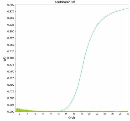 살모넬라 66종에 대한 Paratyphi C 특이 primer의 real-time PCR 특이성 결과