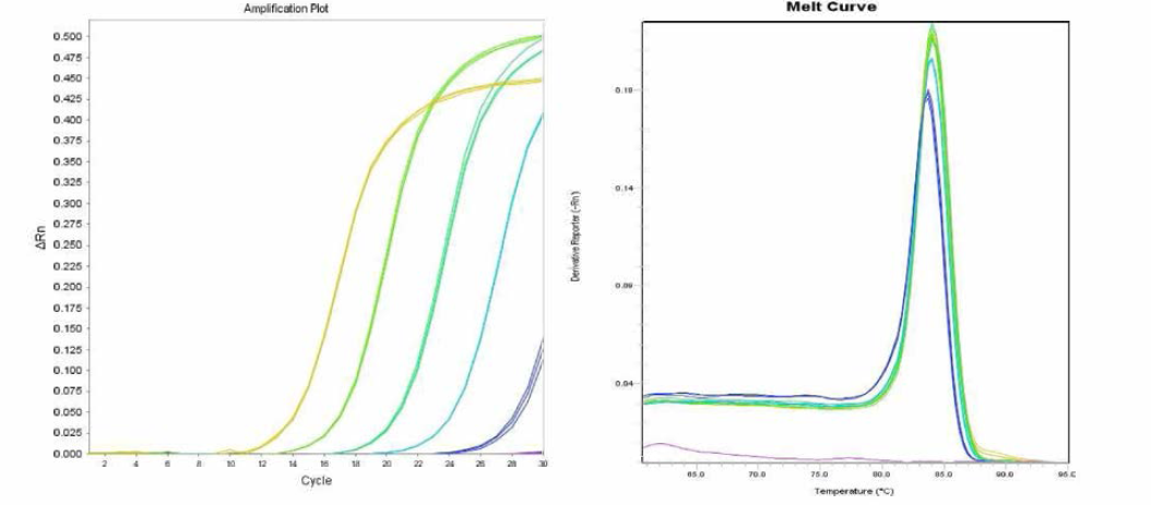 Paratyphi C에 대한 amplification curve 결과