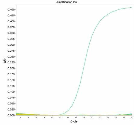 살모넬라 66종에 대한 Senftenberg 특이 primer의 real-time PCR 특이성 결과