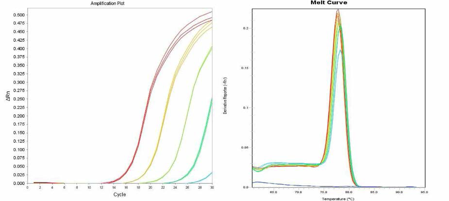 Bovismorbificans 에 대한 amplification curve 결과