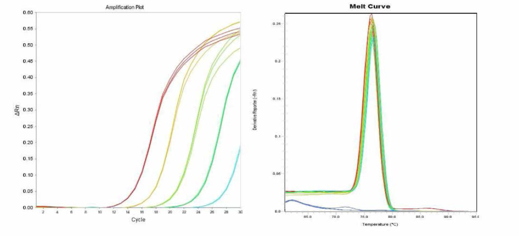 Cerro 에 대한 amplification curve 결과