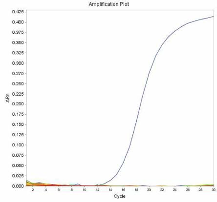 살모넬라 66종에 대한 Elisabethville 특이 primer의 real-time PCR 특이성 결과