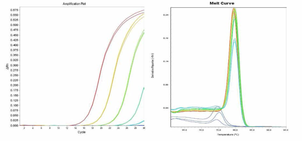 Give에 대한 amplification curve 결과